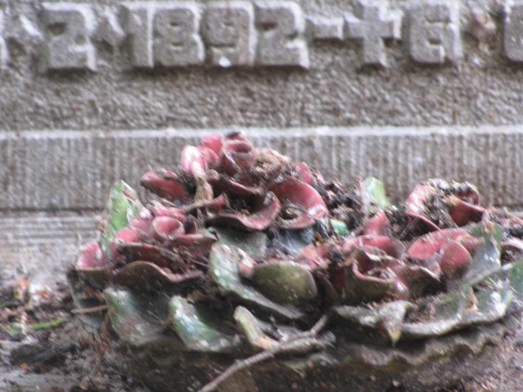 De schoonheid van het verval